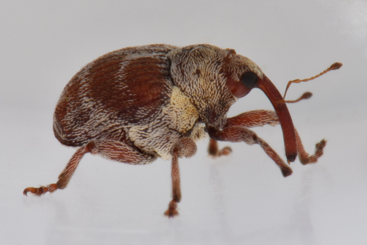 Curculionidae: Coeliodes sp?  S, Coeliodes transversealbofasciatus